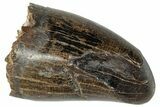 Serrated Tyrannosaur Tooth - Feeding Worn Tip #263841-1